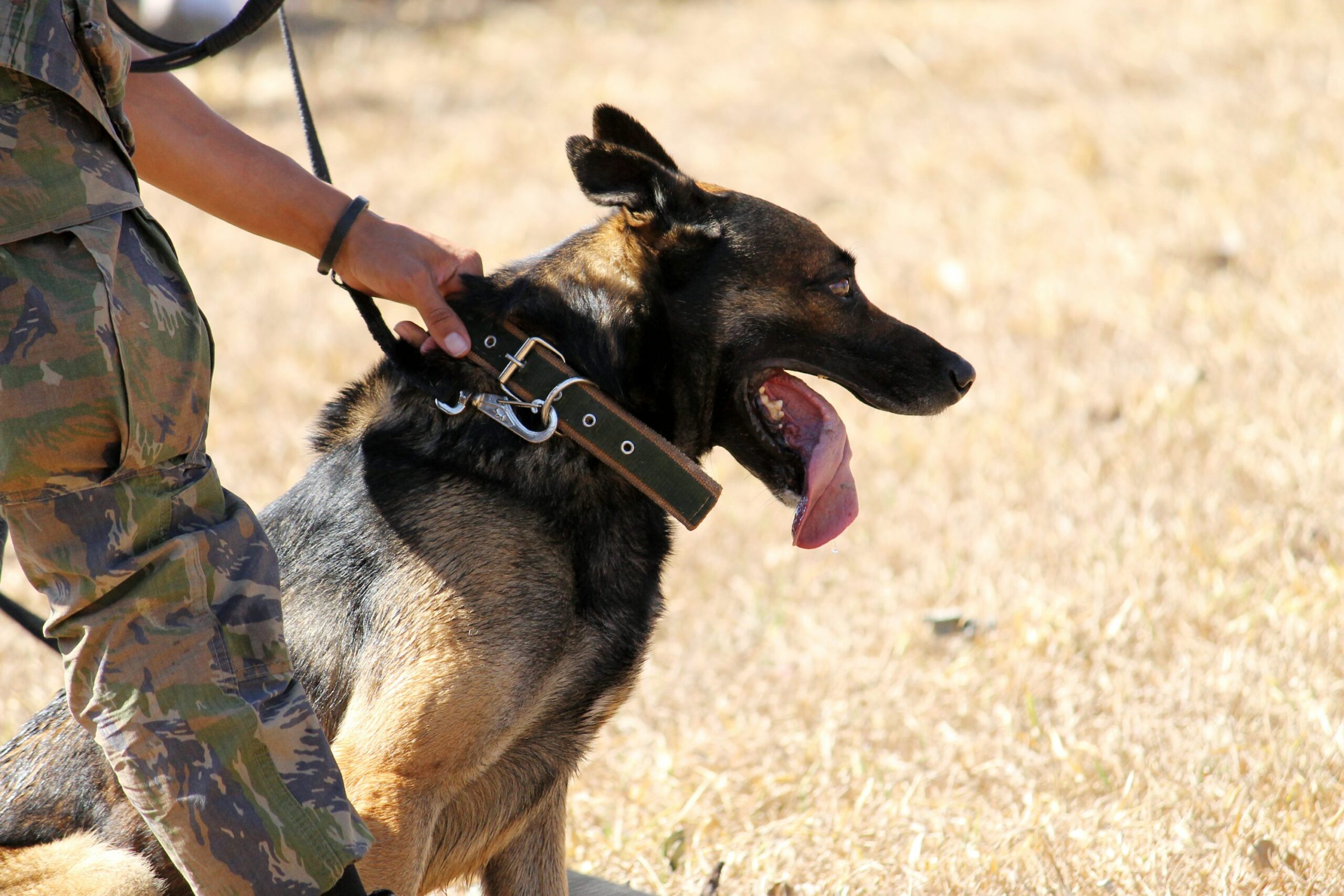Army Dogs Breeds